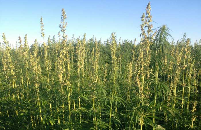 Hemp in Washington - HempLogic