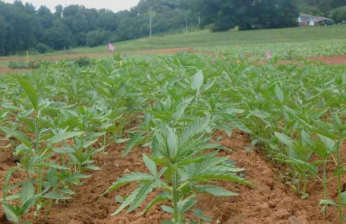 Hemp North Carolina Industrial - NCSU