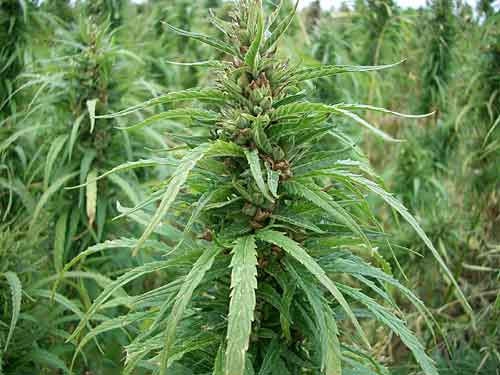 Hemp Plant