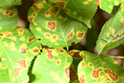 hemp russet mite damage.jpg