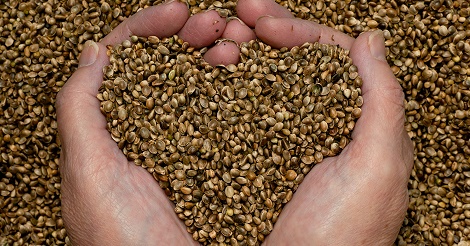 hemp seeds (fb)