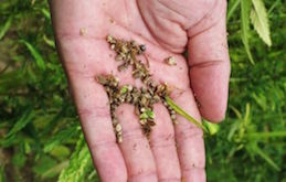 Hemp Seeds in Hand 260x165