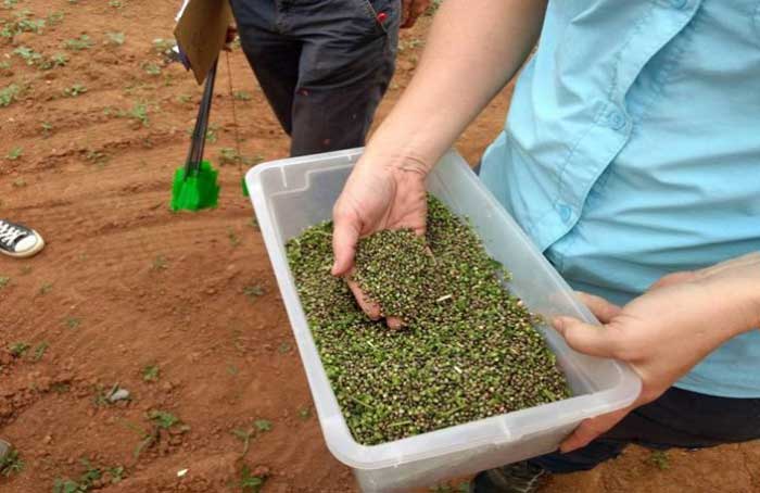 Hemp Seeds - NCSU Extension