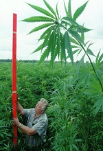 hemp