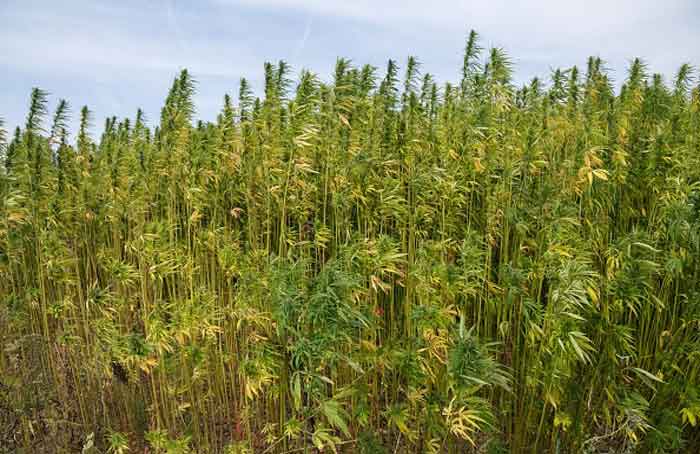 Hemp2 - GETTY IMAGES