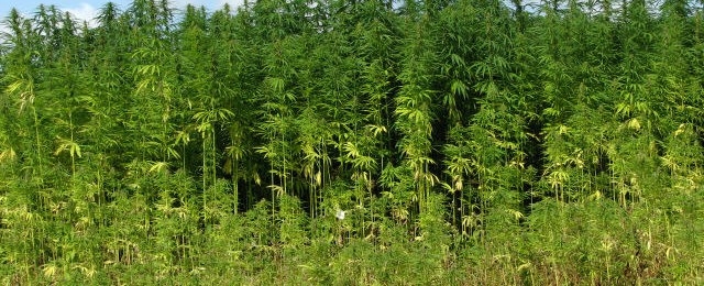 Hemp_Cannabis.jpg