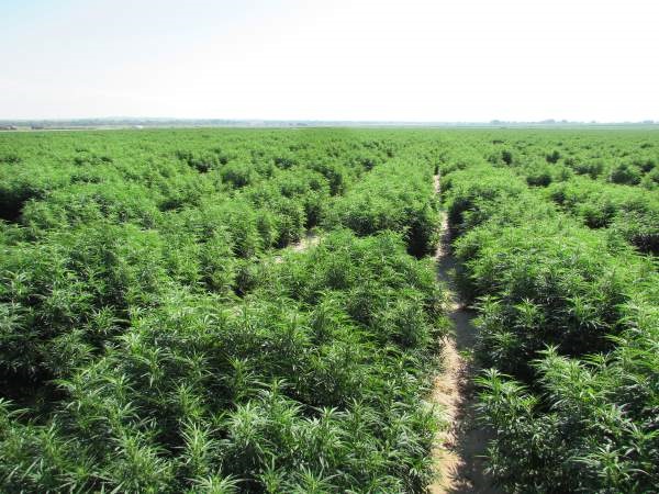 Hemp_Field18