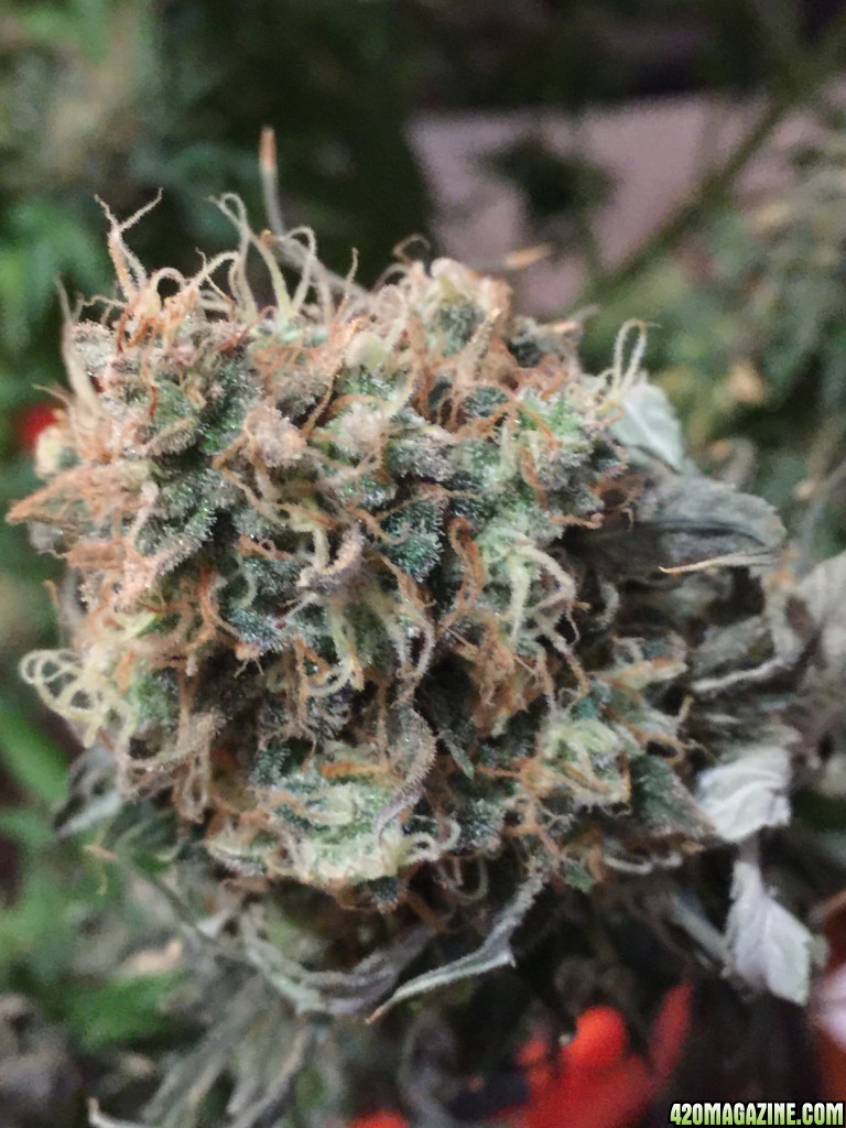 Hempybuquet GSC/Strawberry Cake