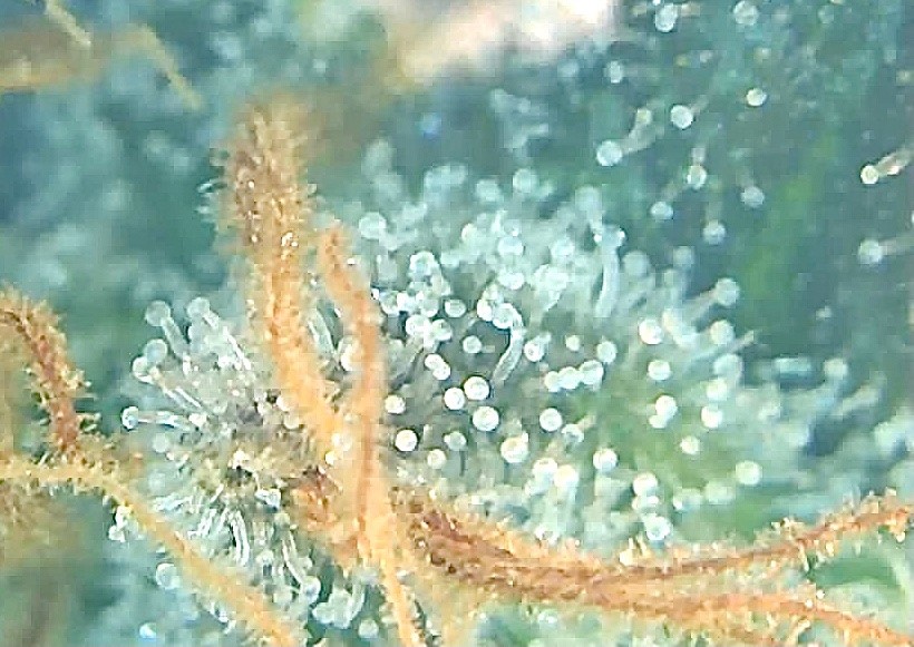 Her trichs almost ready 2.jpg