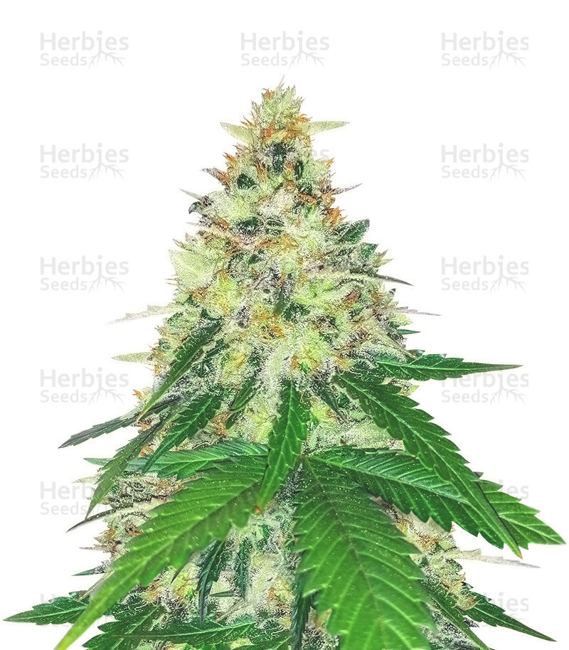 Herbies Seeds - Apple Betty