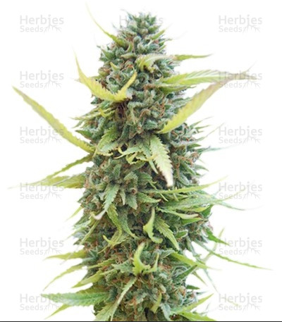 Herbies Seeds Columbian Gold.png