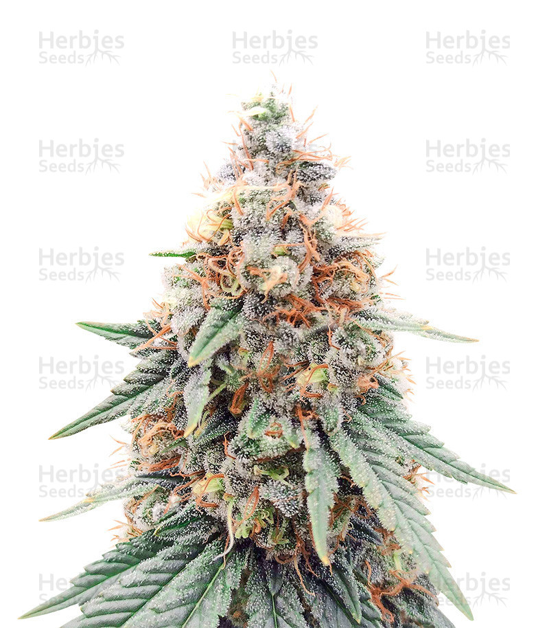 Herbies Seeds - Northern Lights