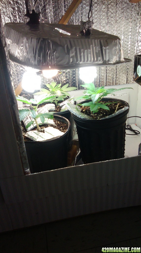 here is my stealth cfl grow box.hope u guys like it