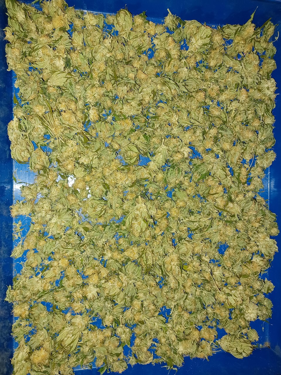 herer bud tray.jpg