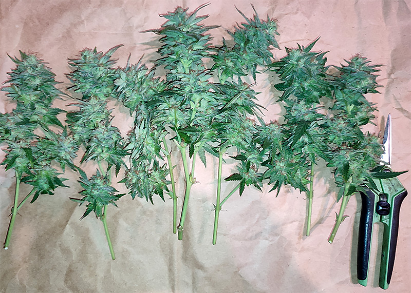 hi-biscus-buds1.jpg