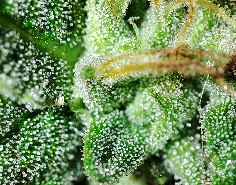 hi-biscus-trichomes1.jpg