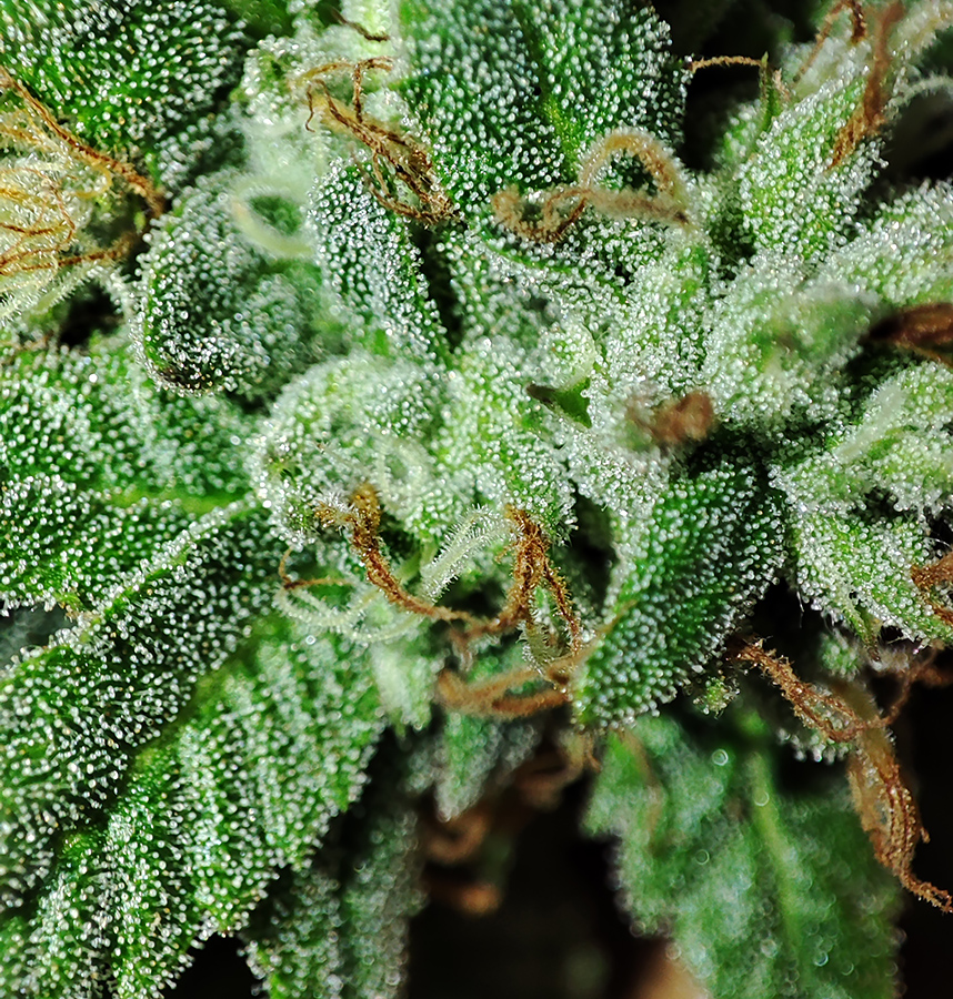 hi-biscus-trichomes3.jpg