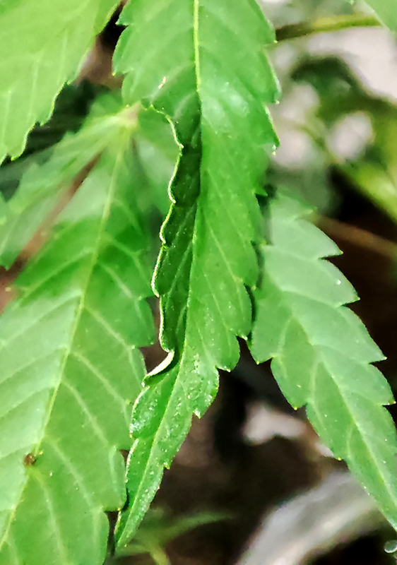 HI-BISCUS_leaf_twist1.jpg