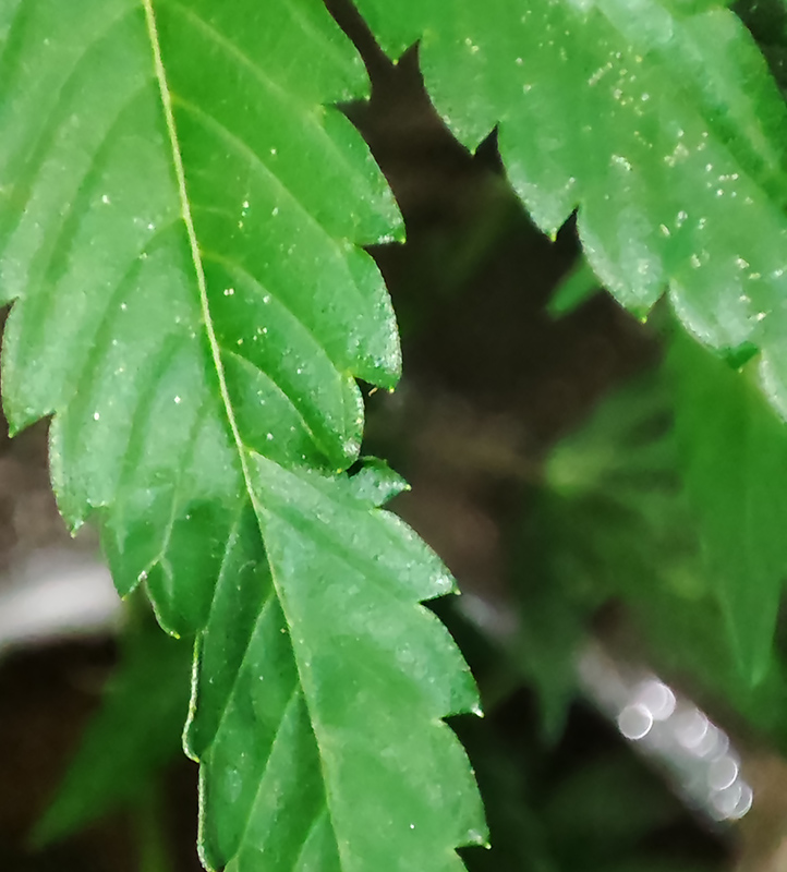 HI-BISCUS_leaf_twist2.jpg