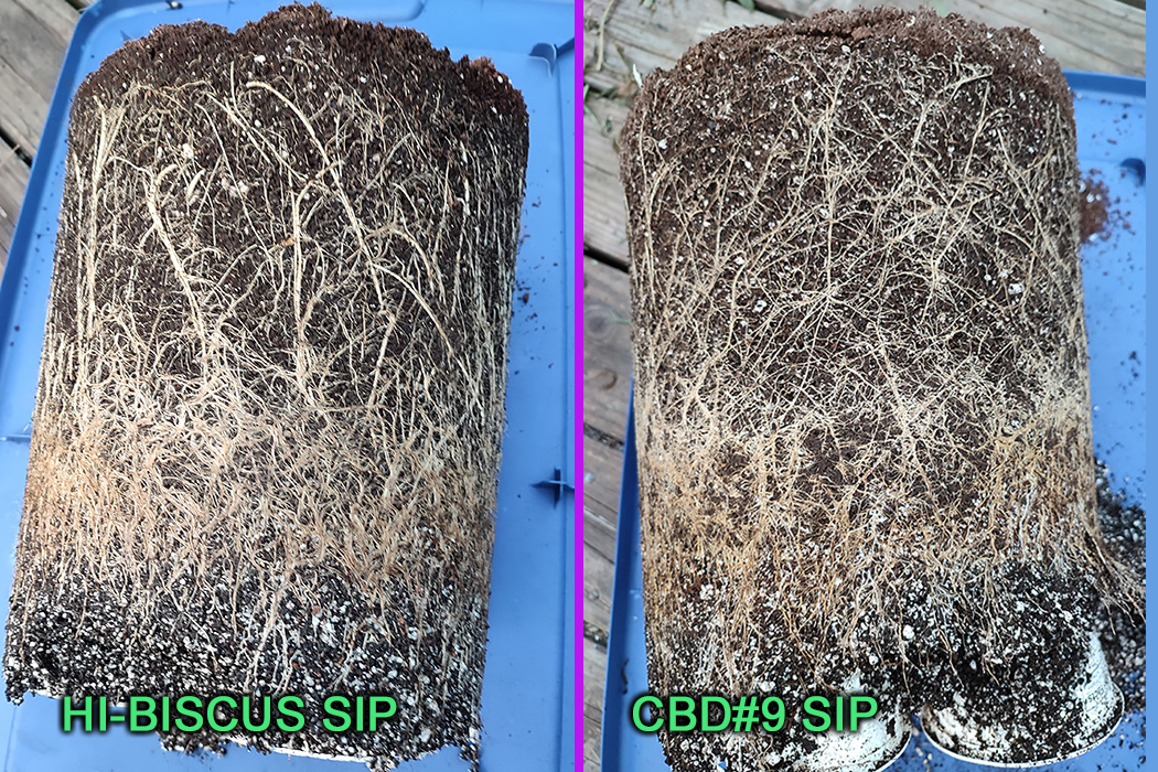 HI-BISCUS_SIP_vs_CBD#9_SIP-1.jpg