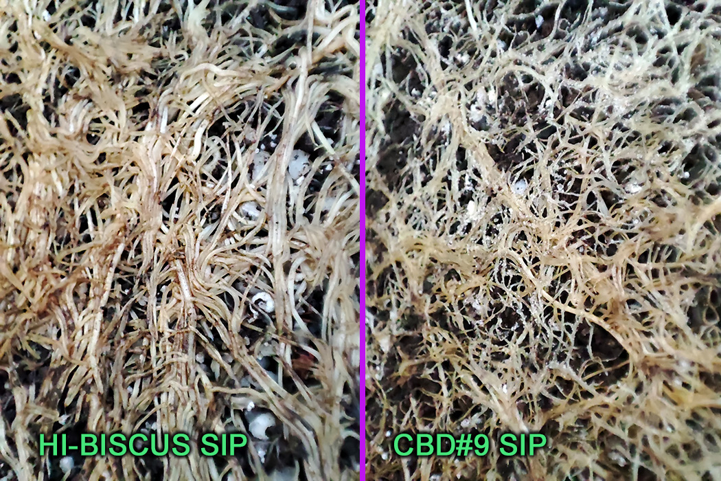 HI-BISCUS_SIP_vs_CBD#9_SIP-2.jpg