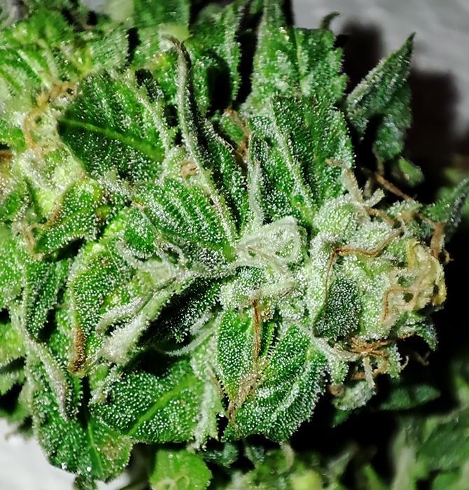 HI-BISCUS_trichomes1.jpg