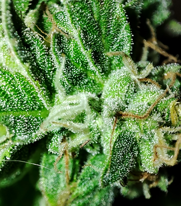 HI-BISCUS_trichomes2.jpg