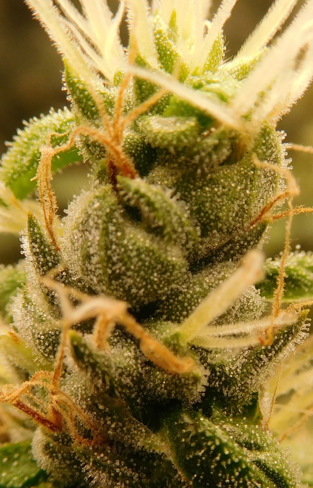 HI Day 47 flower (9).JPG