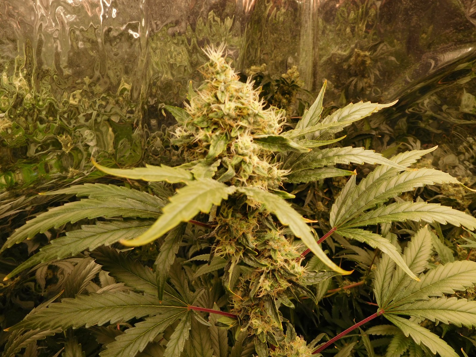 HI Day 50 flower (1).JPG