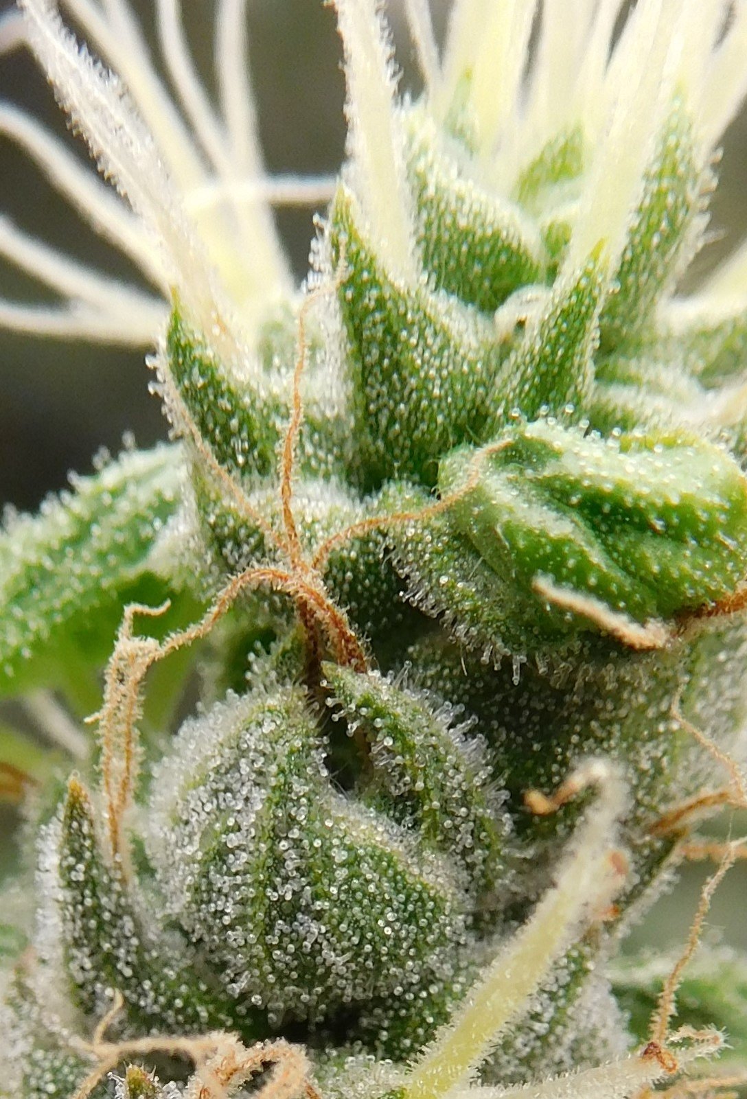 HI Day 51 flower (7).JPG