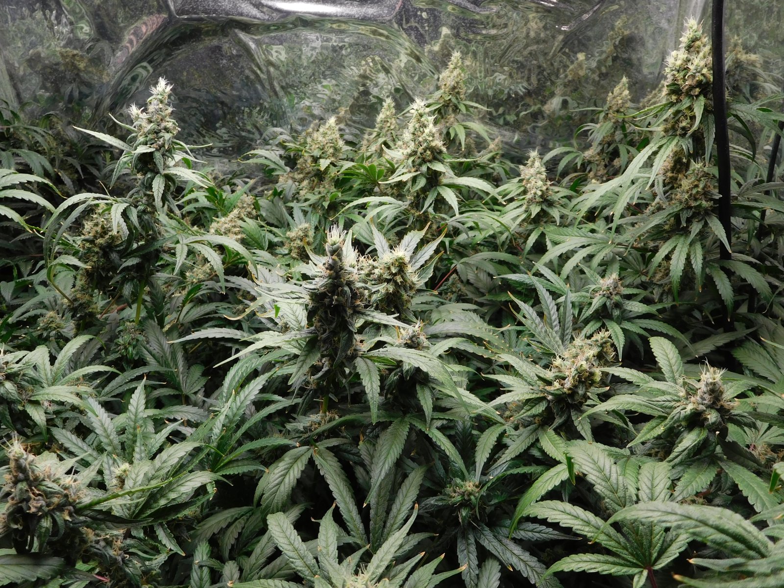 HI Day 57 flower (3).JPG