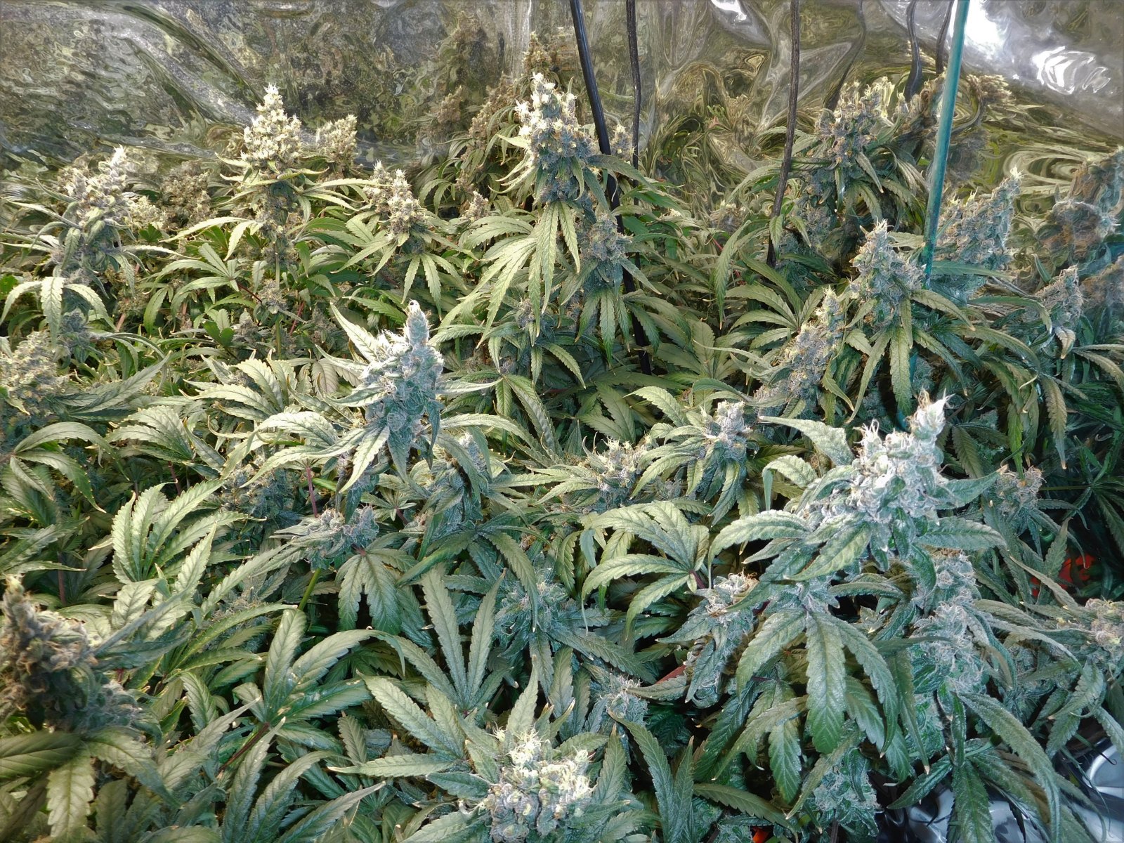 HI Day 69 flower (8).JPG