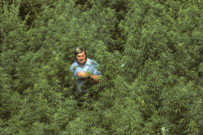 Hiding in a Sea of Green - Getty Images