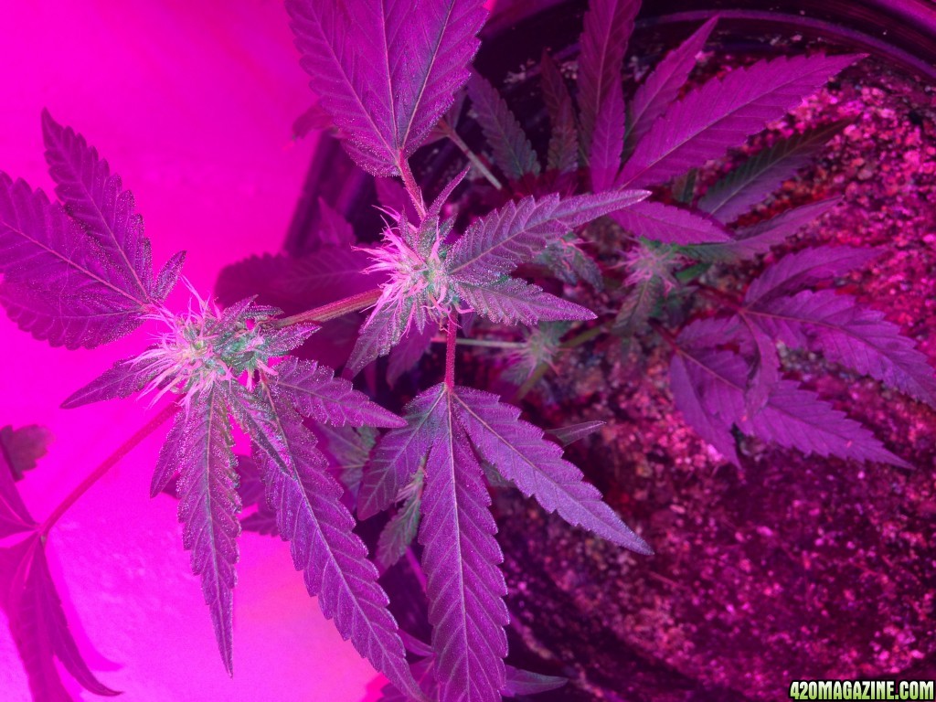 high brix led flowering