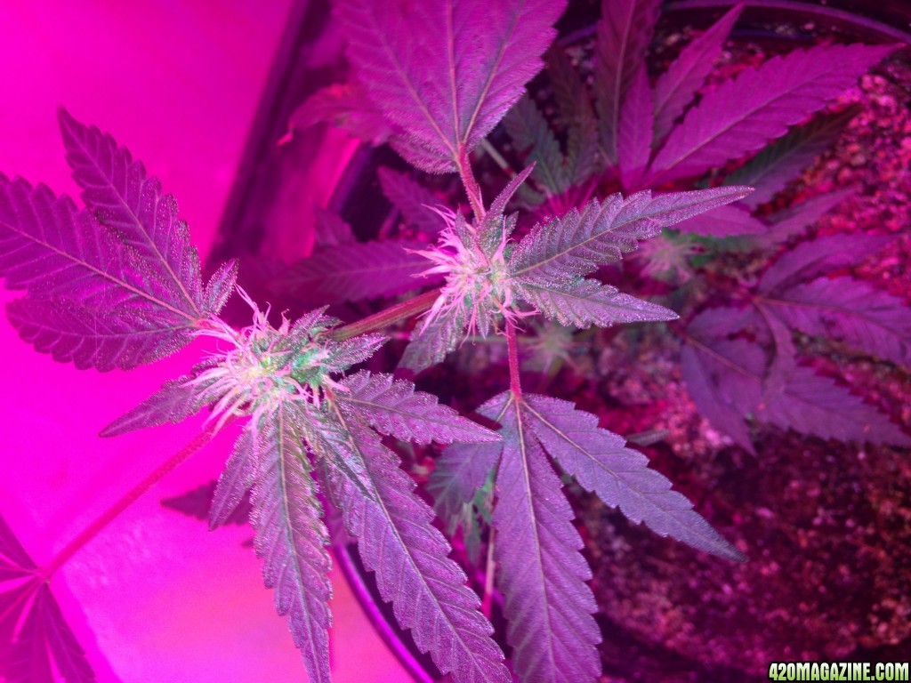 high brix led flowering