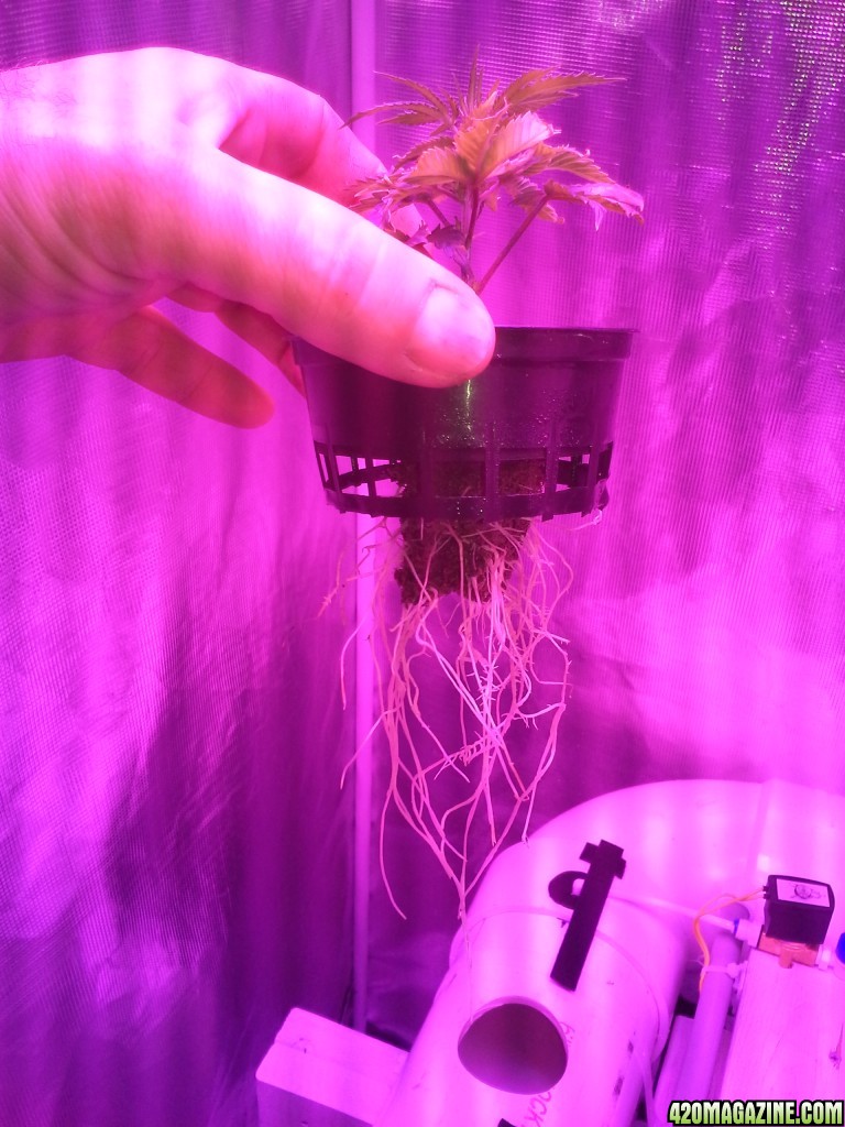 High Pressure Aeroponic DIY System - Trail Run