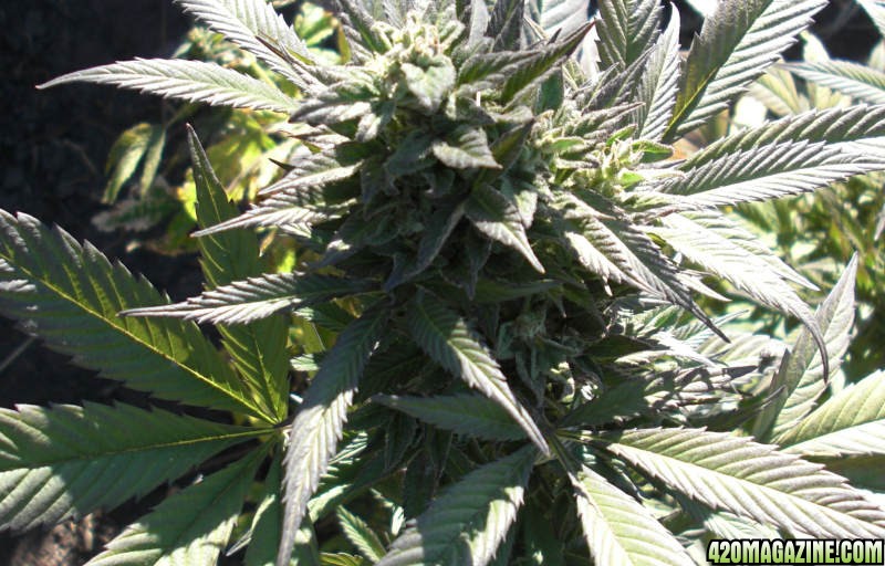 Himalaya Gold (Green House Seed Co.) outdoor