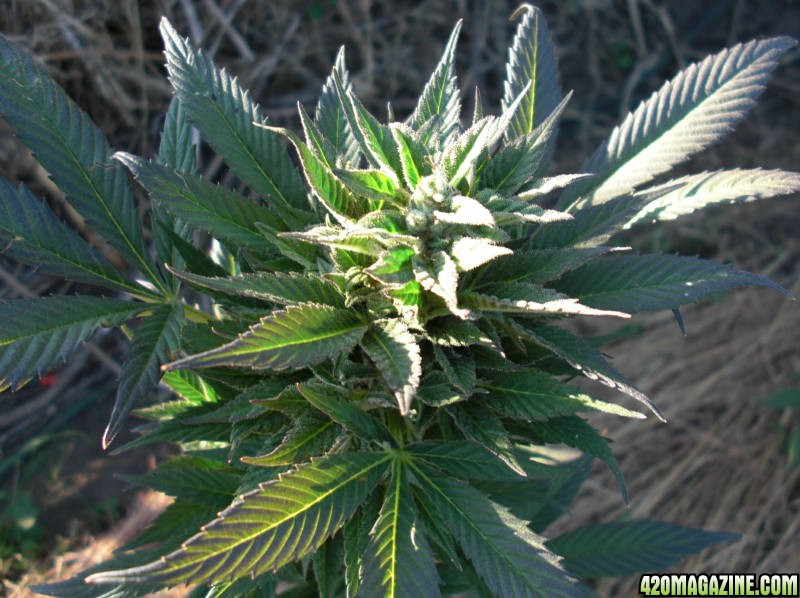 Himalaya Gold (Green House Seed Co.) outdoor