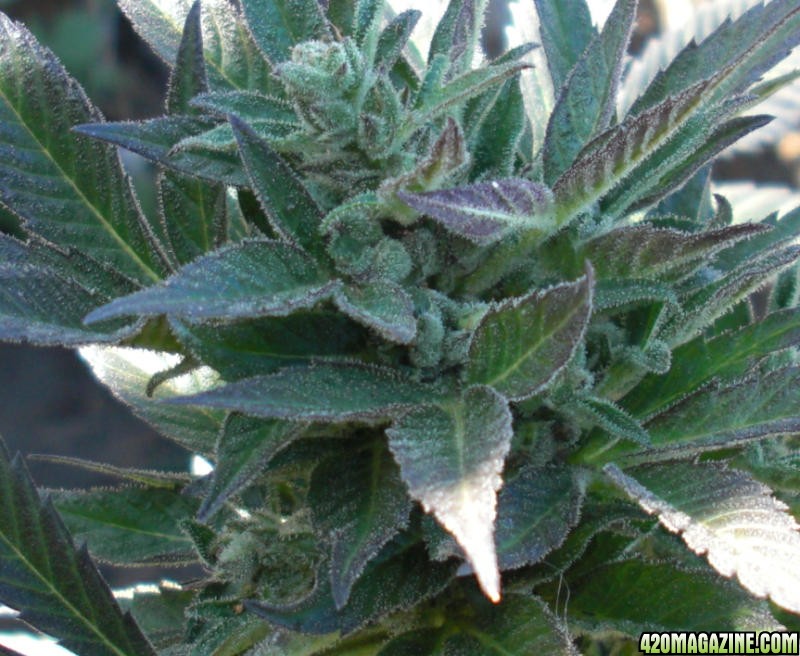 Himalaya Gold (Green House Seed Co.) outdoor