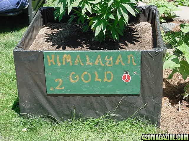 Himalayan_Gold