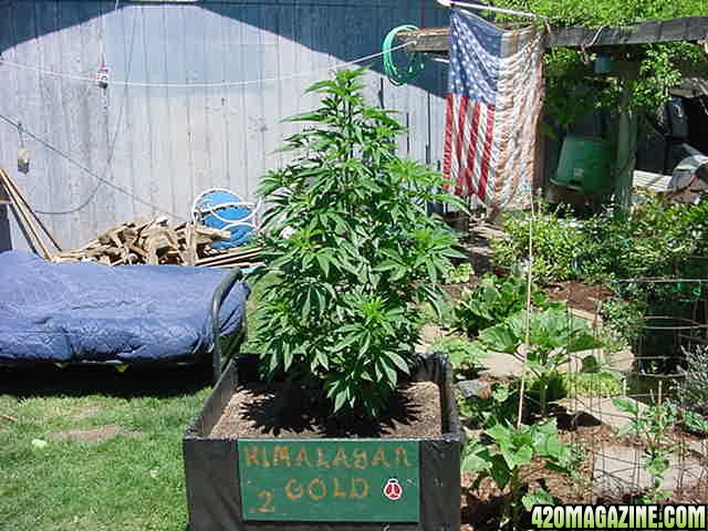 Himalayan_Gold_1