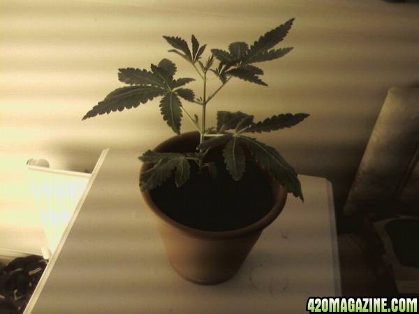 hind kush 4 weeks old