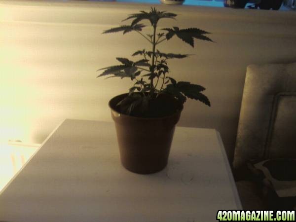 hind kush 4 weeks old