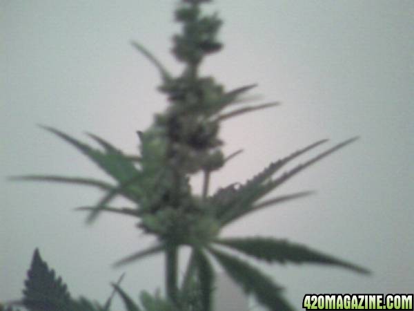 hind kush male