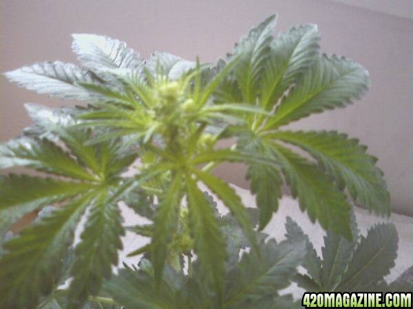 hind kush