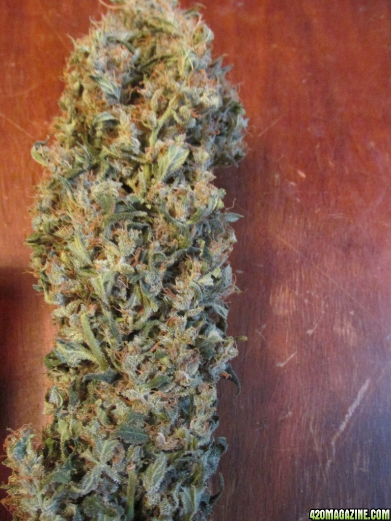 hindu harvest