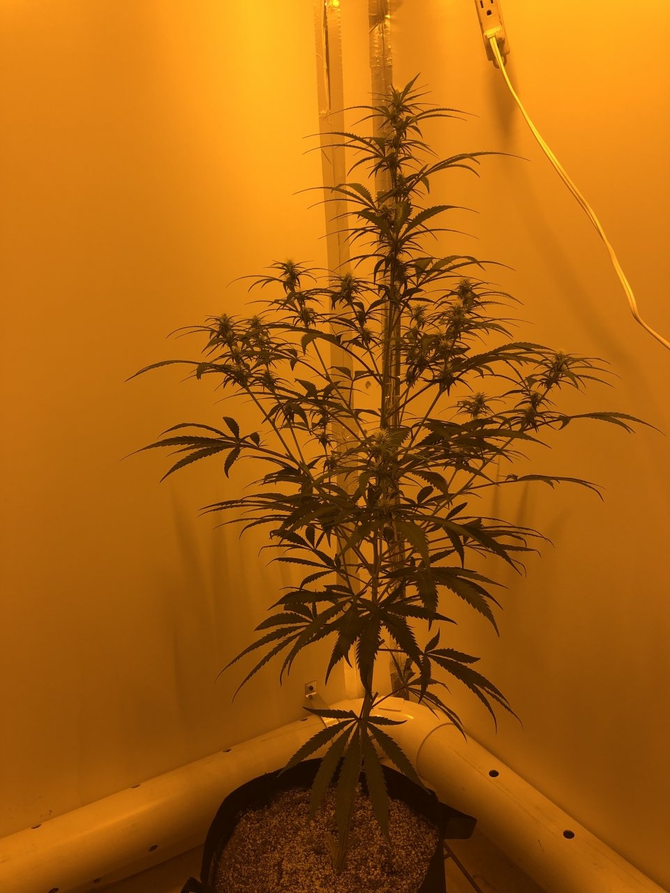 Hindu Kush 20 days post flip