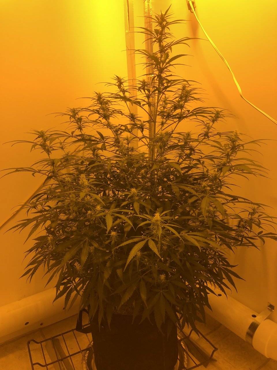 Hindu Kush 20 days post flip