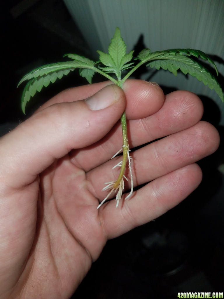 Hindu kush clone