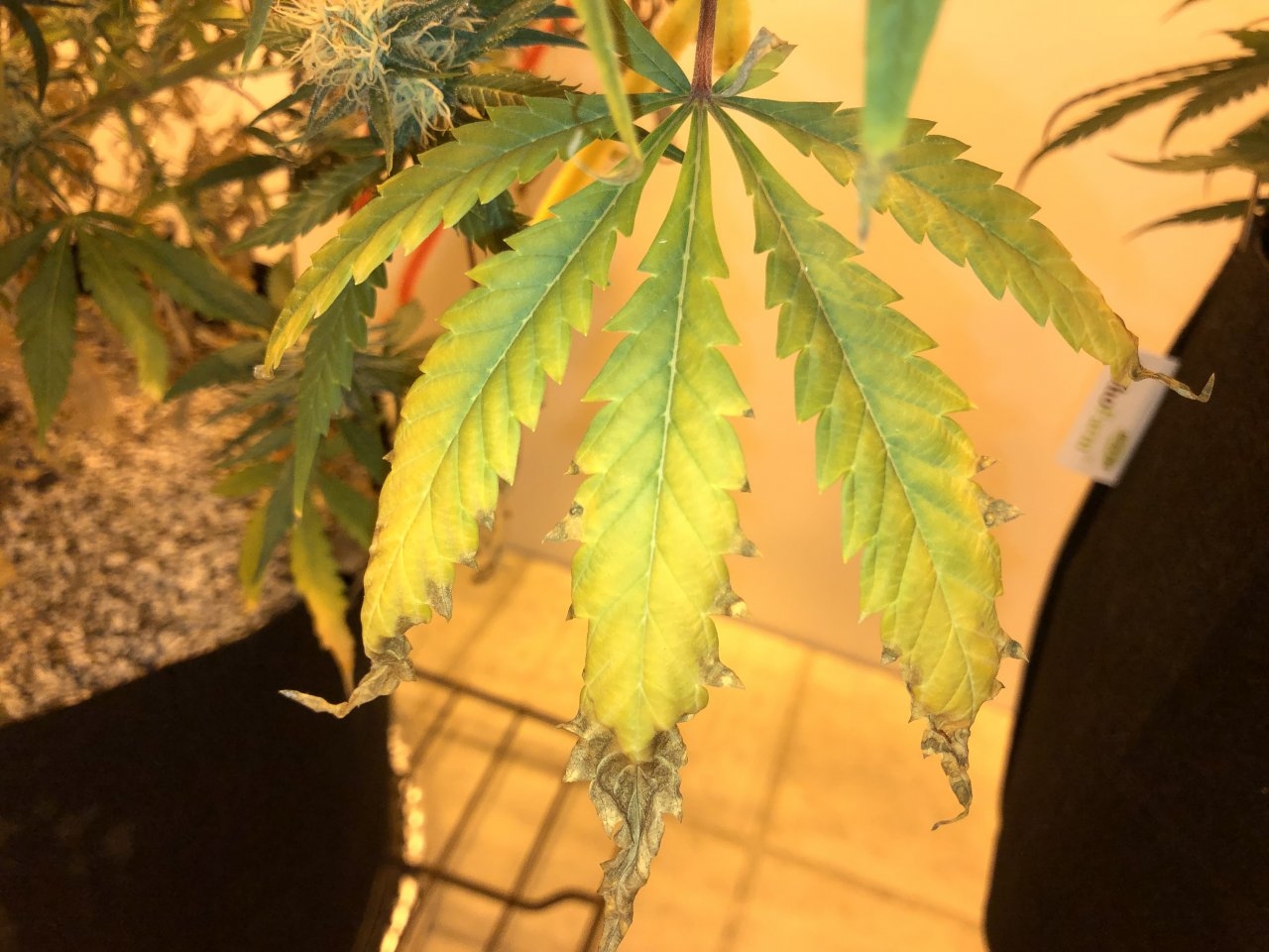 Hindu Kush flowering